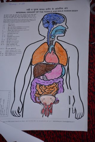 internal organs 22